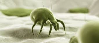 Jakie są przyczyny jelitowych inwazji pasożytniczych?