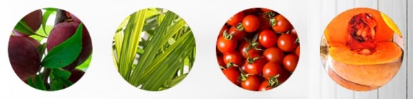 Jakie składniki zawiera Detoxyn?