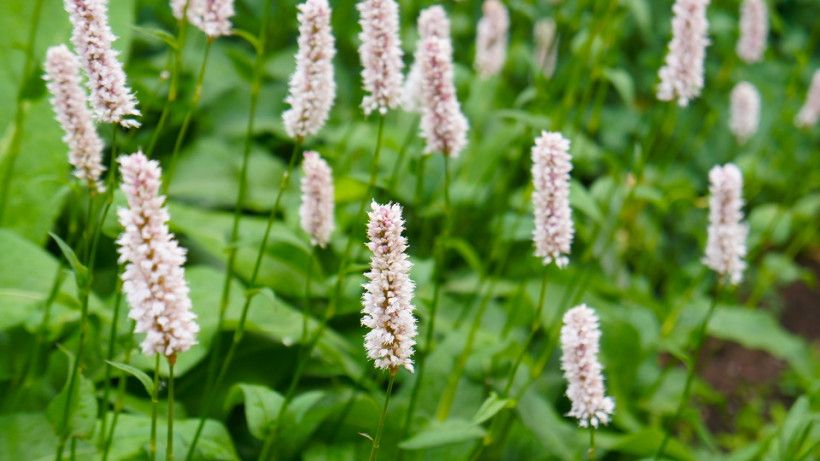 Rdest ptasi – właściwości i skutki uboczne
