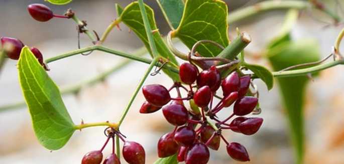 Sarsaparilla co to takiego? Jakie ma właściwości?
